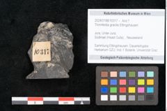 Foto (Objekt + Etikett) von Thinnfeldia gracilis Ettingshausen (NHMW-GEO-2024-0188-10317)